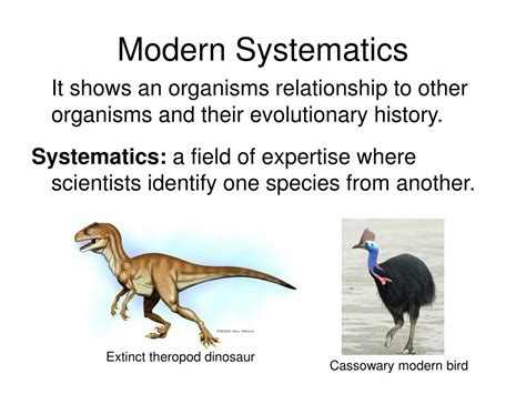 classification powerpoint    id