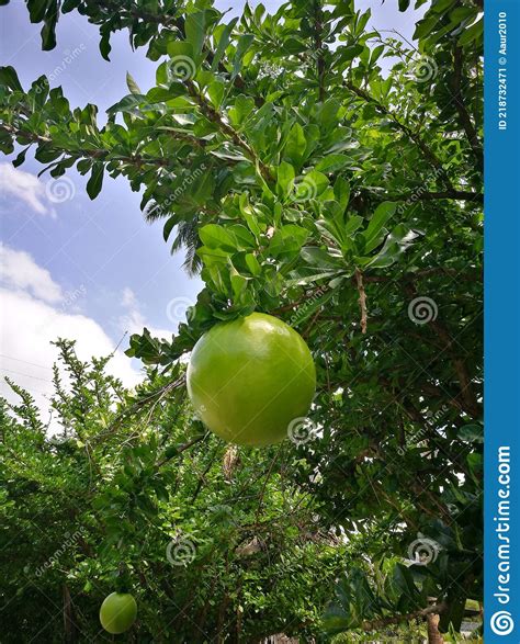 A Typical Tree in Venezuela with Its Fruit. Stock Image - Image of tree