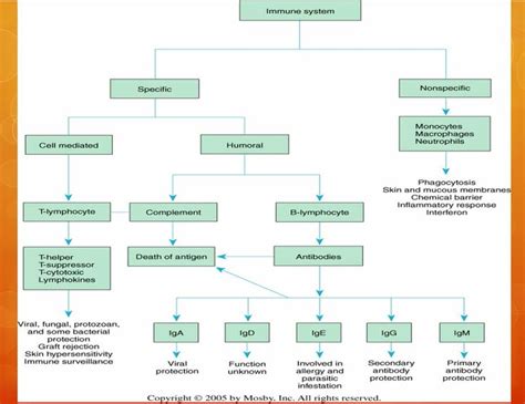 Entire Immune System Diagram Flow Chart Immune Immunity Lymp