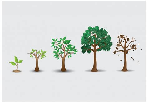 Printable Life Cycle Of A Tree