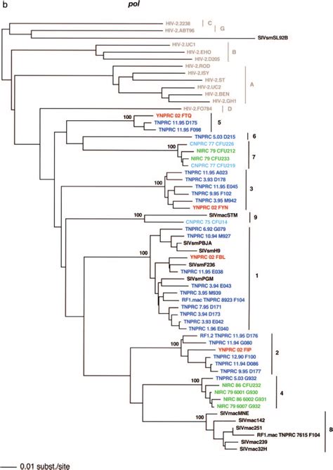 SIVsm Diversity In SM Colonies From Four Primate Centers In The United