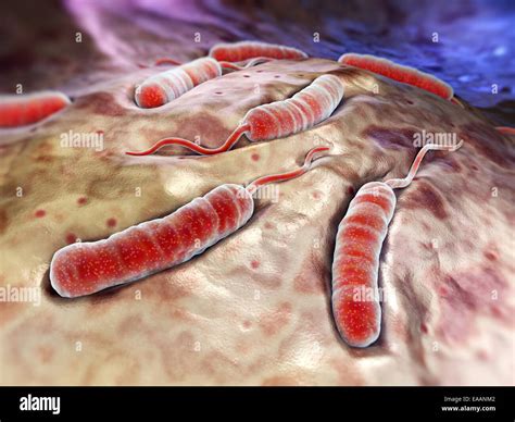 La Bacteria Del C Lera Fotograf A De Stock Alamy