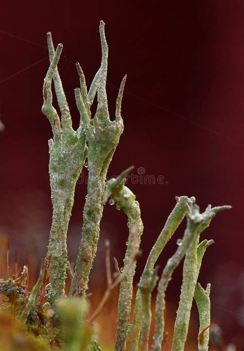 Moss Macro Of Lichen Stock Image Image Of Fall Beautiful 35262771