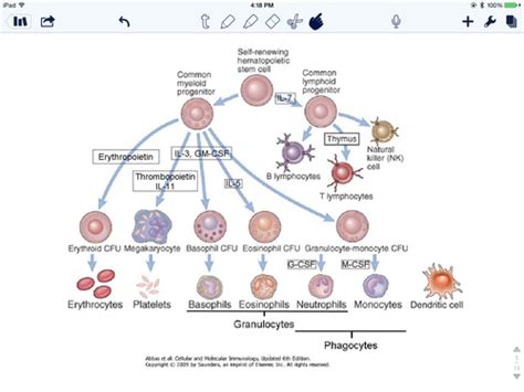 Week A D Hematopoiesis Innate Immunity Flashcards Quizlet