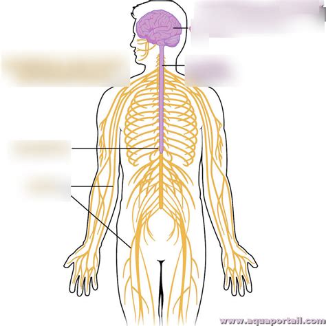 Syst Me Nerveux Diagram Quizlet