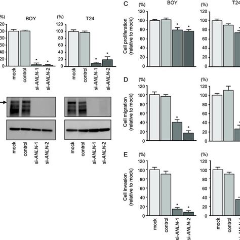 Direct Regulation Of Anln By Mir P In Bc Cell Lines A Anln Mrna