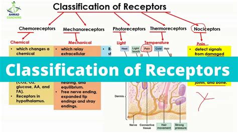 Classification Of Receptors Biology Youtube