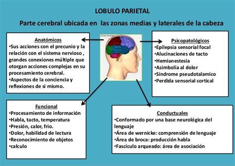 Mapas Mentales Sobre El Cerebro Y Sus Funciones Cuadro Comparativo Images