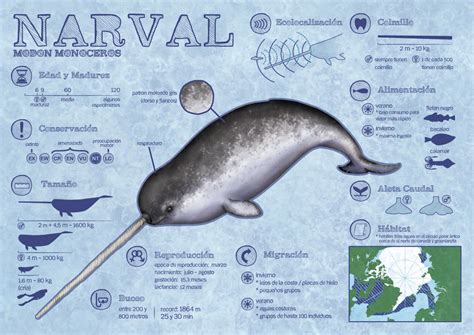 Narwhals infographics by Alba-R-Luque on DeviantArt