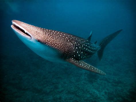 Whale Shark Rhincodon Typus Vilamendhoo Maldives Flickr