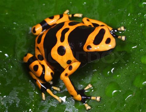 Bumblebee Poison Dart Frog Dendrobates Leucomelas Stock Foto