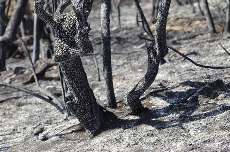 Tierra Quemada Y Troncos De árboles Después De Un Incendio De Primavera En El Bosque Campo