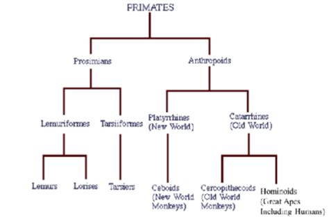 Primates Flashcards Quizlet