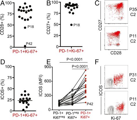 Proliferation Of Pd Cd T Cells In Peripheral Blood After Pd