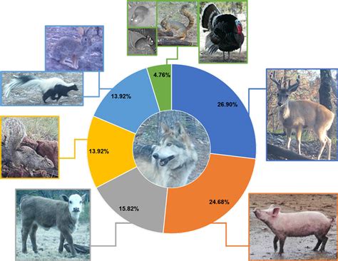 Recolectar 48 Images De Que Se Alimenta El Lobo Gris Mexicano