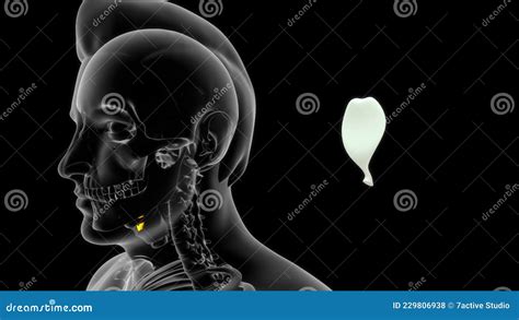 Location Of Epiglottis Bone In Human Stock Illustration Illustration