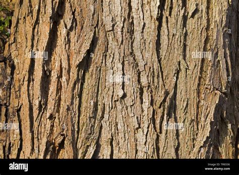 Willow Tree Bark Hi Res Stock Photography And Images Alamy