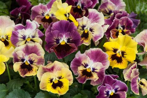 Viola Mini Tapestry From Wallish Greenhouses