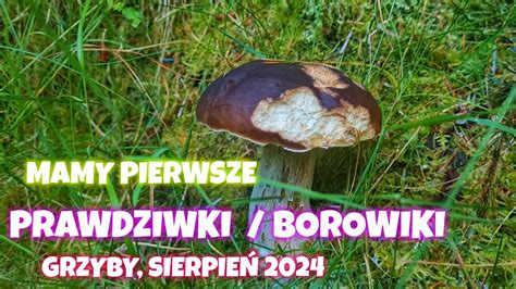 Mamy Pierwsze Prawdziwki Borowiki Grzybobranie Sierpie