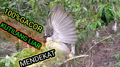 Suara Burung Kutilang Pikat Sangatt Gacor Bikin Kutiang Liar Jadi