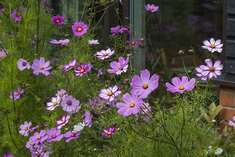 How To Grow And Care For Cosmos Flowers Gardener S Path 2024