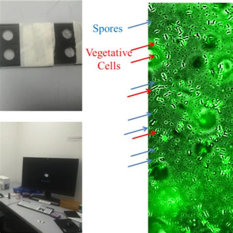 Pdf Use Of Genetically Modified Bacteria To Repair Cracks In Concrete