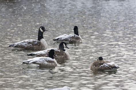 Flock of Canada Goose, Branta Canadensis, in Winter Stock Image - Image ...