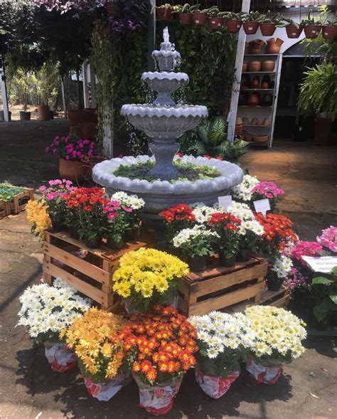 Branco Floricultura E Paisagismo - Floricultura BH: Veja onde comprar flores, plantas e acessórios