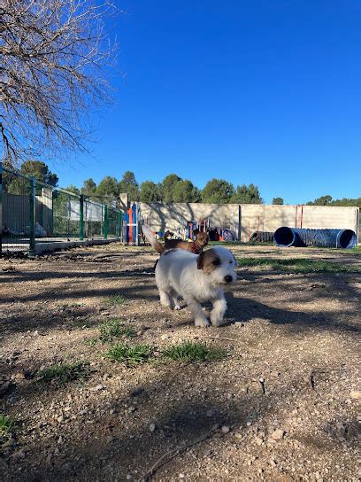 Mejores Residencias Caninas En Navarr S Zonacachorros