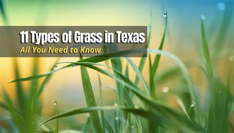 Types Of Grass In Texas The Backyard Pros