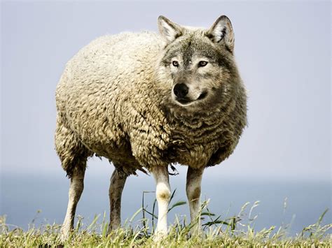 Lobo Em Pele De Cordeiro Significado E Origem Vers Culo Da B Blia