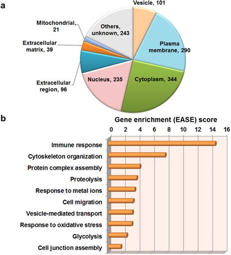 A Distribution Of Protein Subcellular Localization Was Shown In A Pie