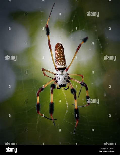 Golden silk spider hi-res stock photography and images - Alamy