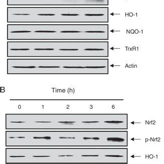 Induction Of Nrf2 And HO 1 Expression By EEPM In C2C12 Cells Cells