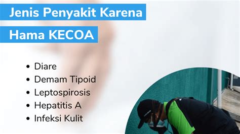 Penyakit Yang Disebabkan Oleh Kecoa Pt Mahaka Improcare Indonesia