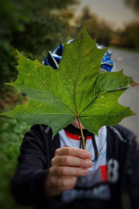 Jesienny liść akcja fotograficzna Szkoła Podstawowa im Kornela