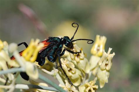 Bug Of The Week Tarantula Hawk Wasps Growing With Science Blog