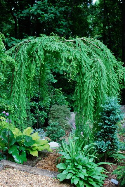 Cascade Falls Weeping Bald Cypress Eclectic Charlotte By Jay