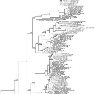 Phylogenetic Tree Derived From A Bayesian Analysis Of An Alignment Of