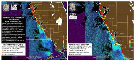 Red Tide Returns to Florida Beaches Earlier and Stronger Than Normal ...