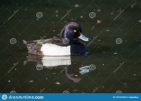 Male Tufted Duck Or Aythya Fuligula Swimming In Pond Stock Photo