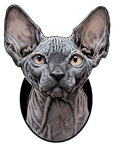 Sphynx Cat Drawing