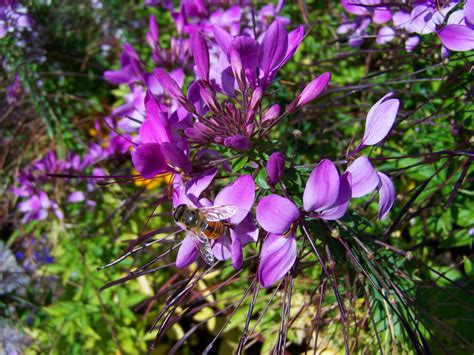 Banco De Imagens Natureza Plantar Prado Flor Ver O Poliniza O