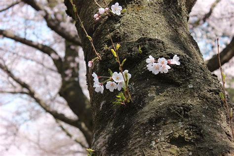 Jeju Island Cherry Blossom - Free photo on Pixabay