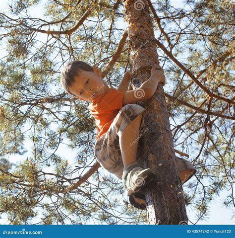 Kleiner Netter Junge Der Auf Baum Klettert Stockfoto Bild 43574242