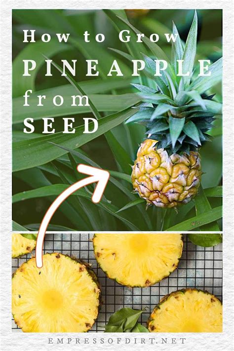 Grow Pineapple Plant Ripe Pineapple Growing Fruit Growing Plants From Seeds Growing