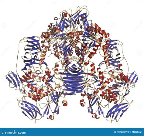 Lactase Enzyme Structure