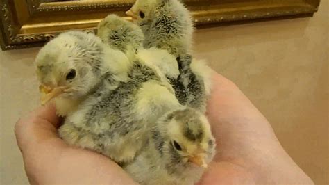Павловские куры. Содержание и Разведение. 2 часть/Pavlovsky chickens ...