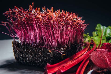 Red Garnet Amaranth Mycrogreens