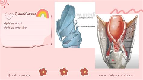 Laringotraqueitis y bronquiolitis pediatría Martinez y Martinez ped